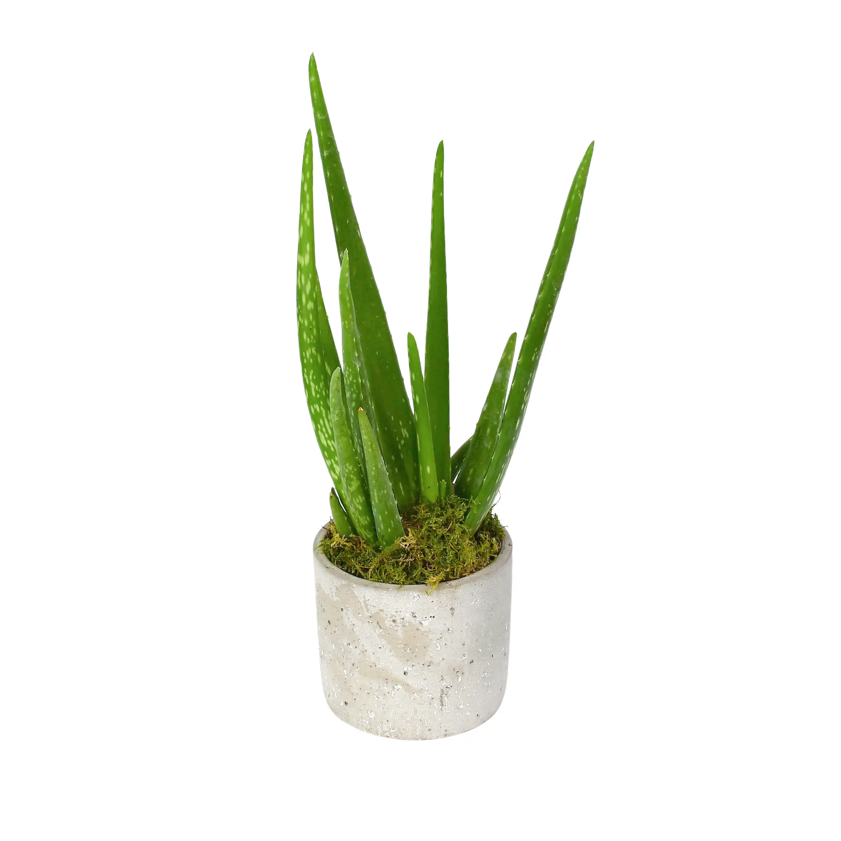 Aloe Vera