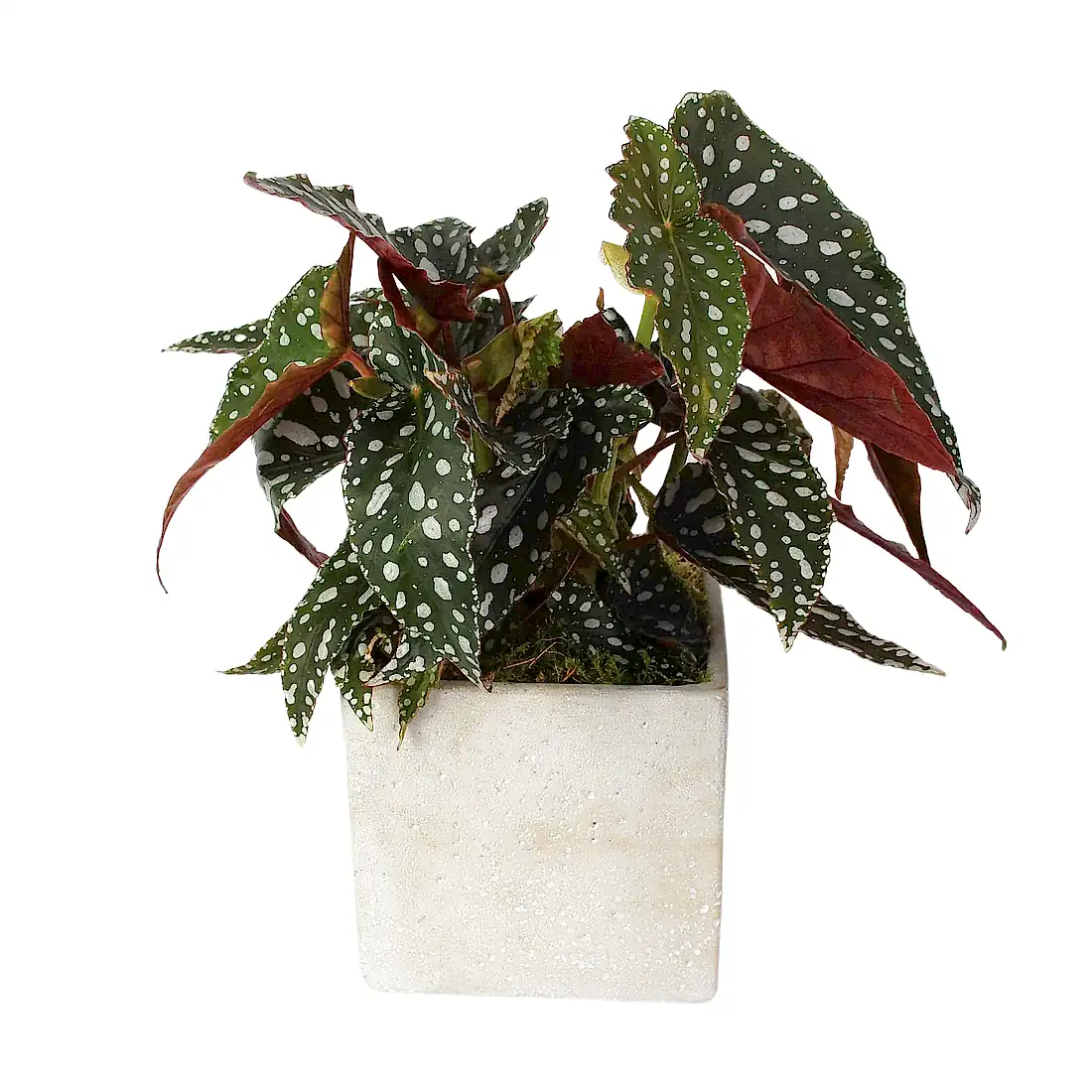 Polka Dot Begonia