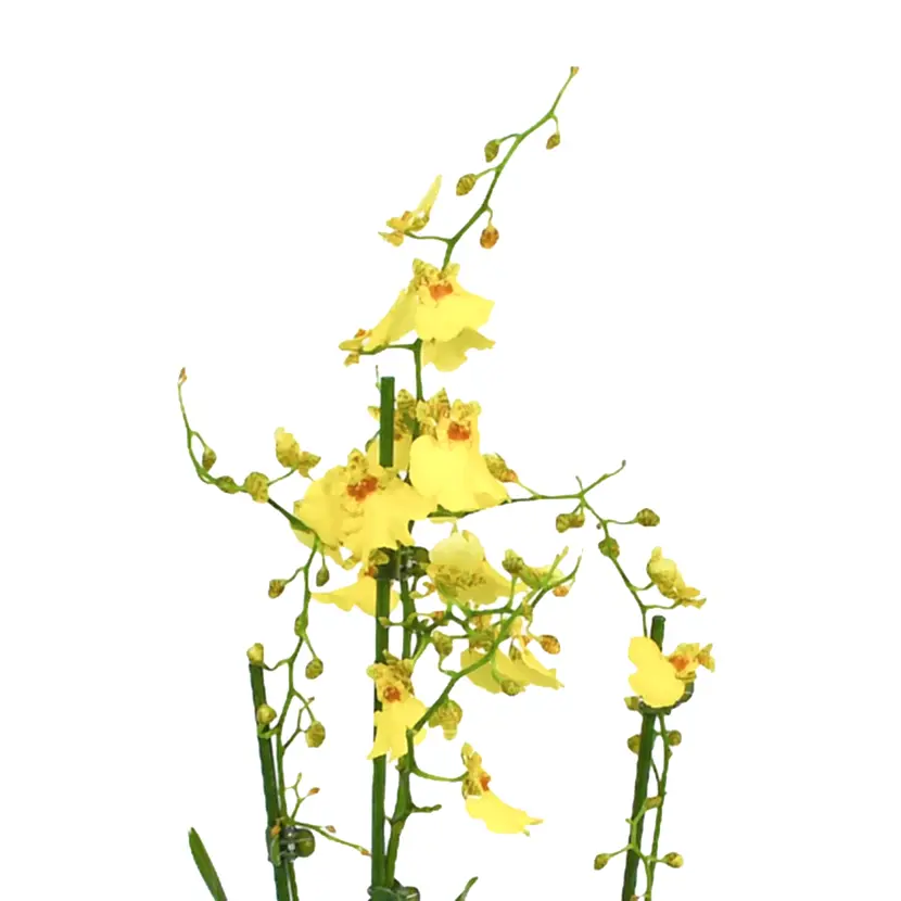 Oncidium Orchids