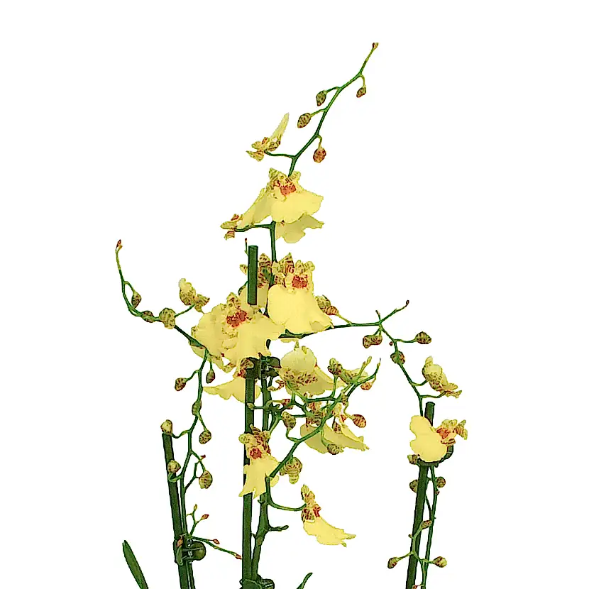 Oncidium Orchids