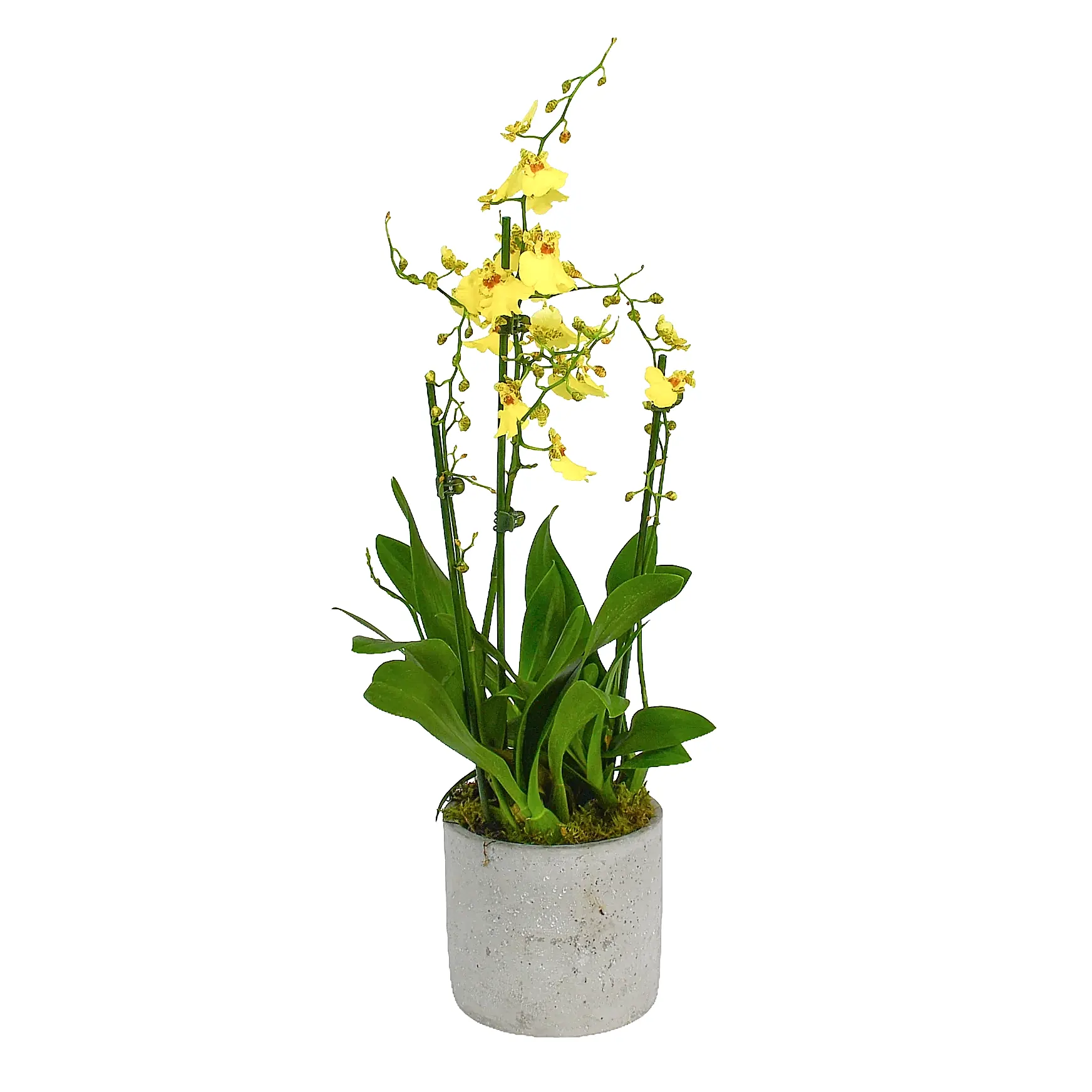 Oncidium Orchids