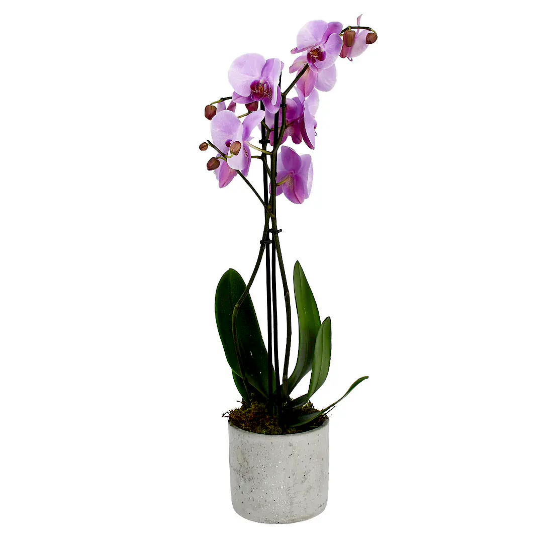 Soft Pink Orchids