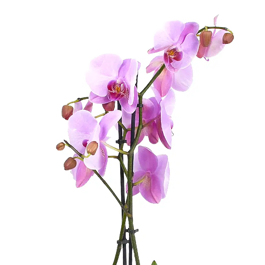 Soft Pink Orchids