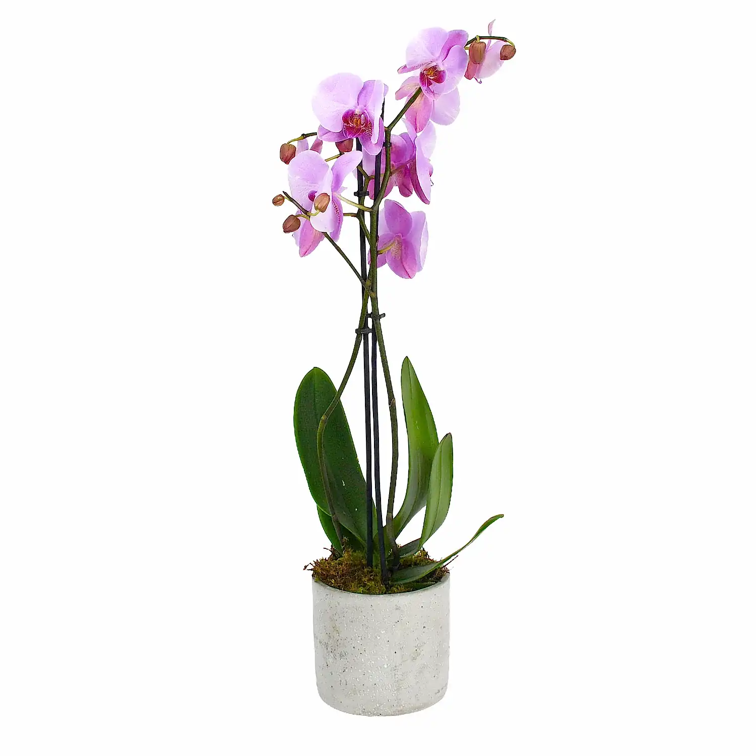 Soft Pink Orchids
