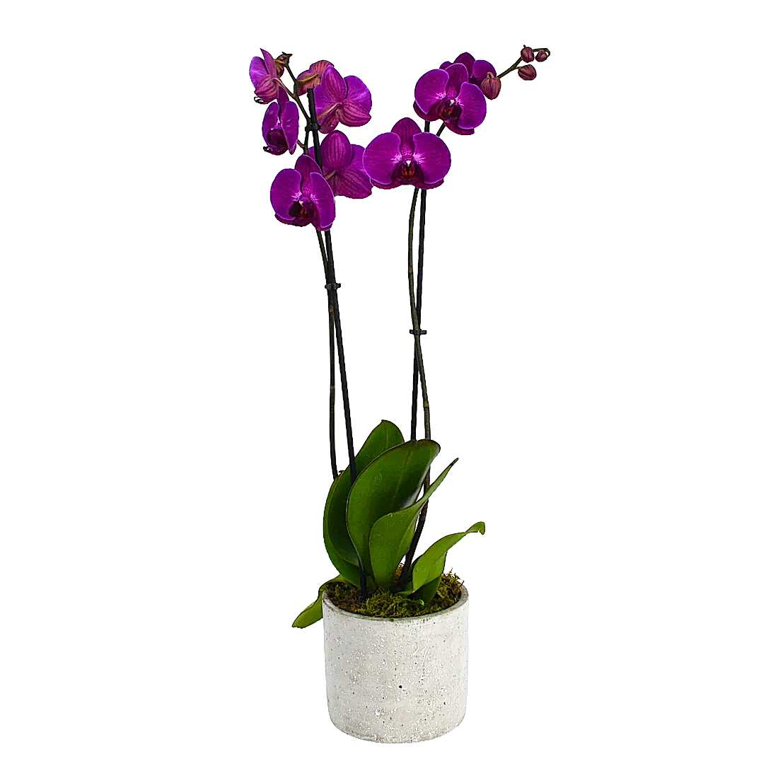 Hot Pink Orchids
