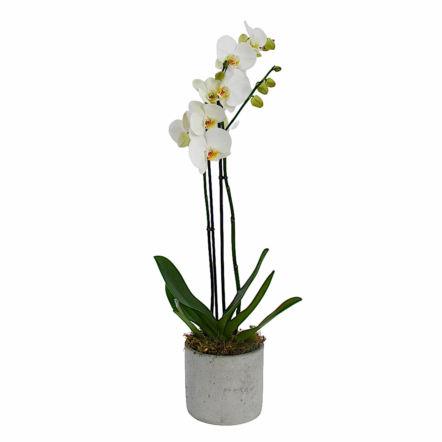 Large White Orchids