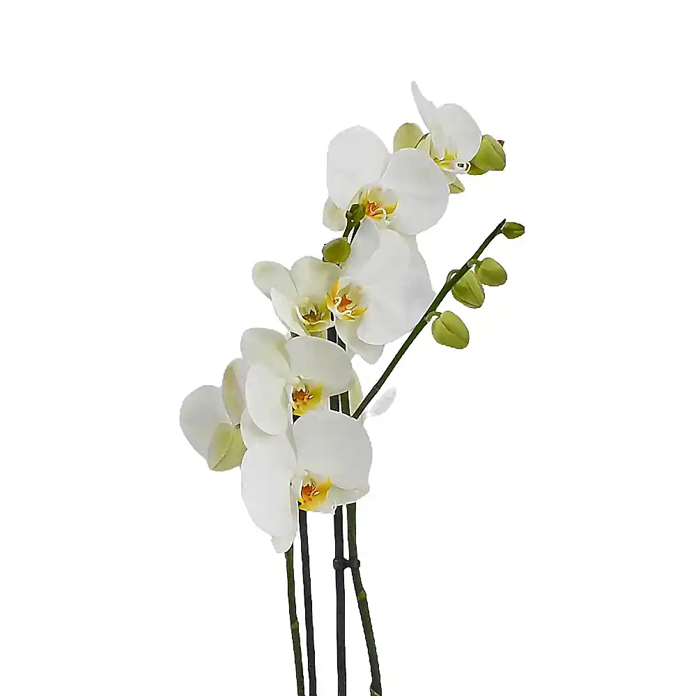 Large White Orchids