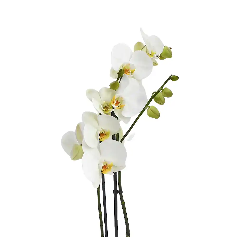 Large White Orchids