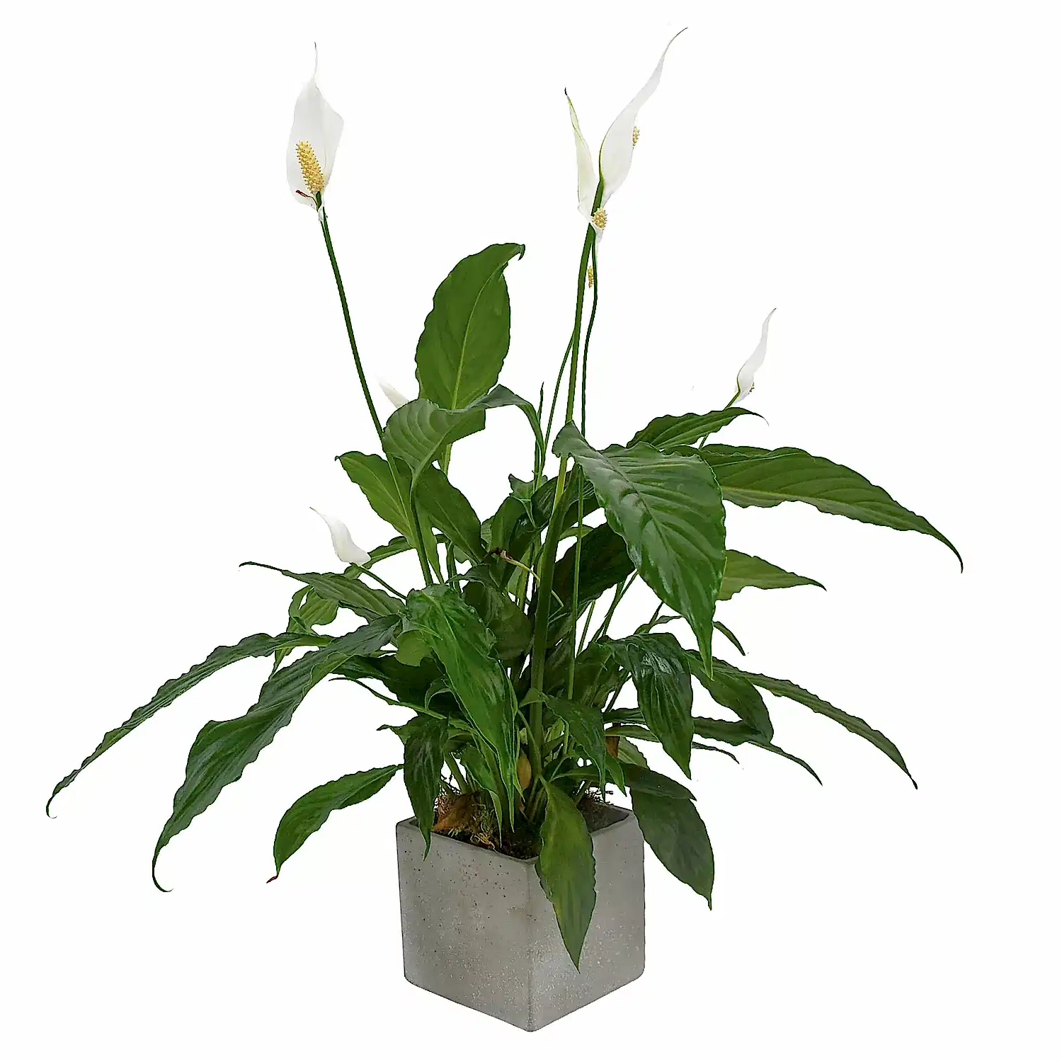 Peace Lily