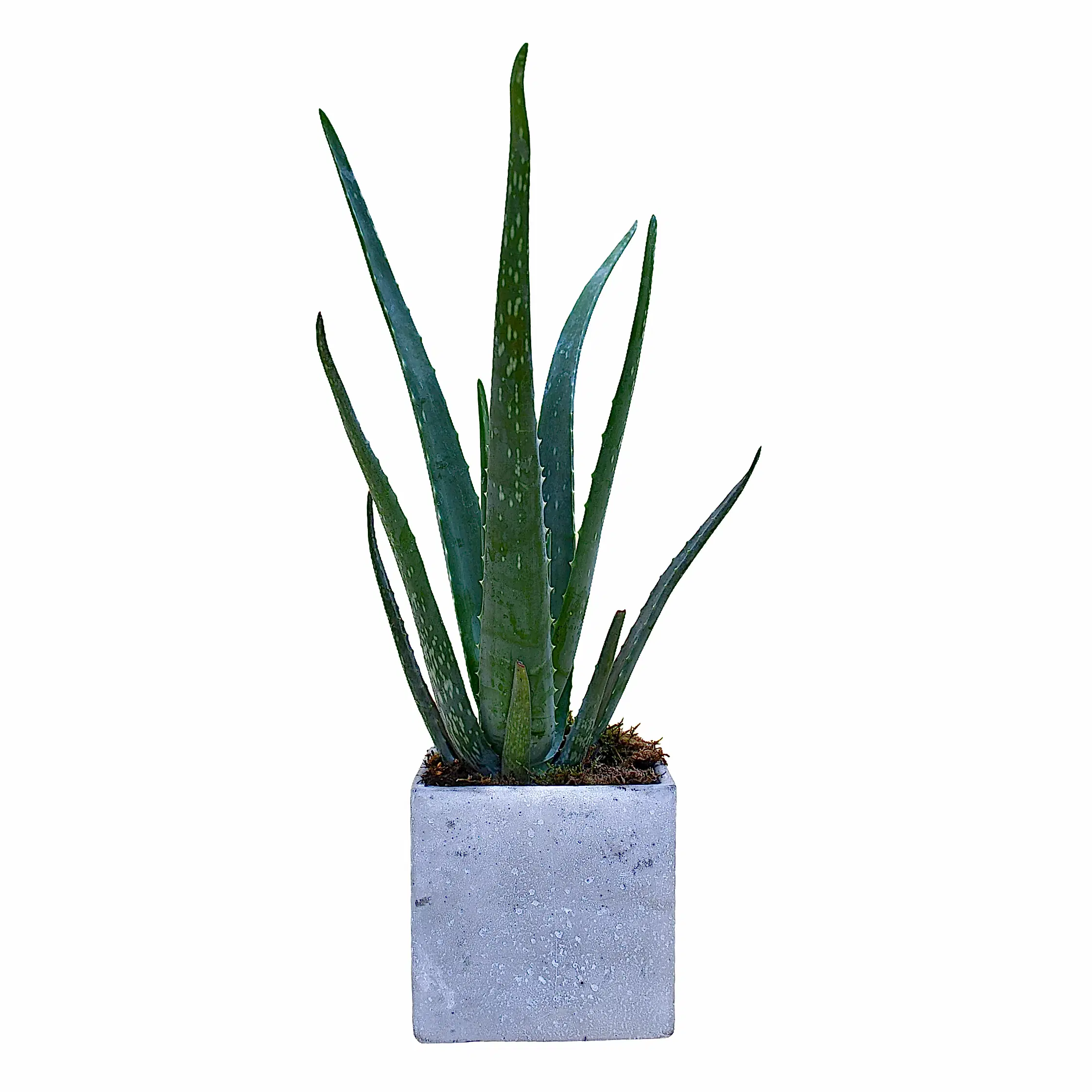 Aloe Vera