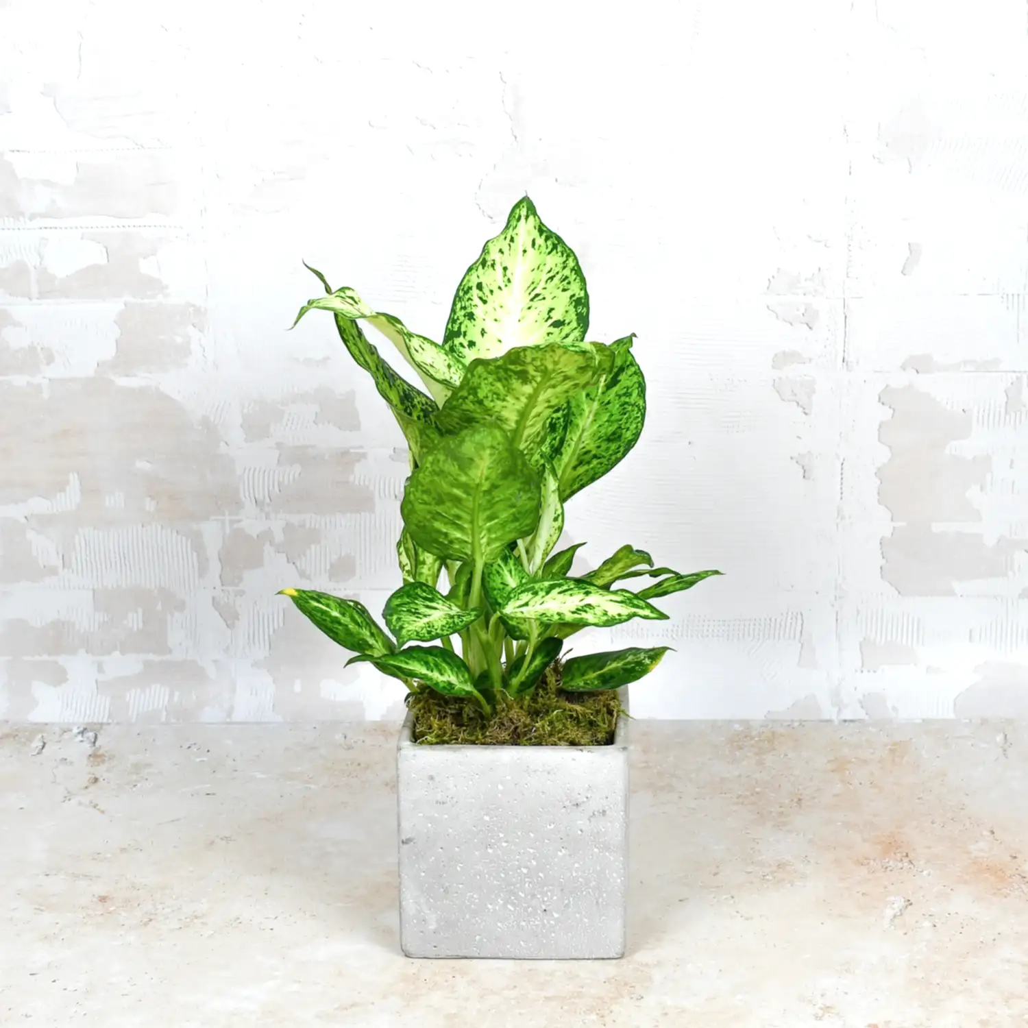 Dumb Cane