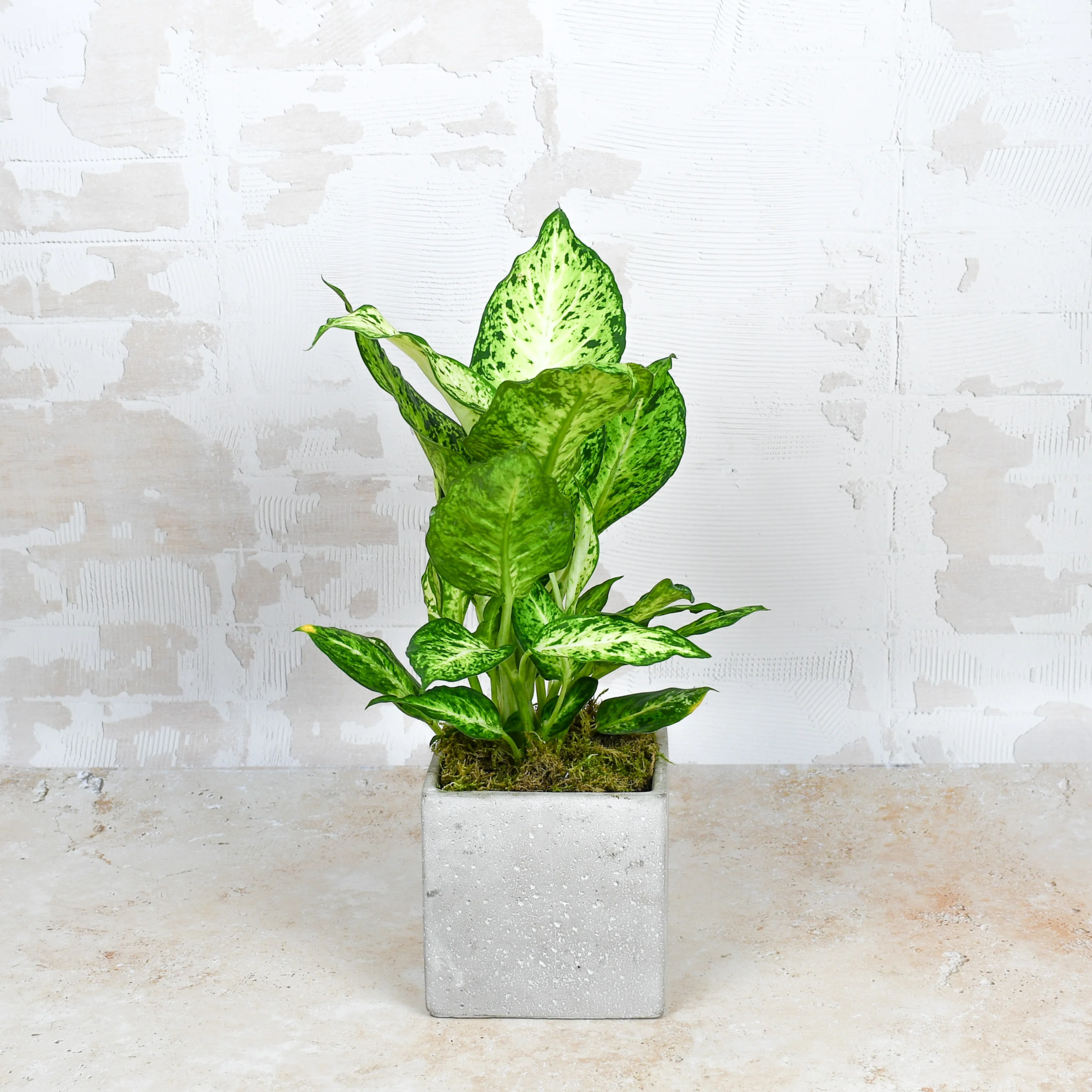 Dumb Cane