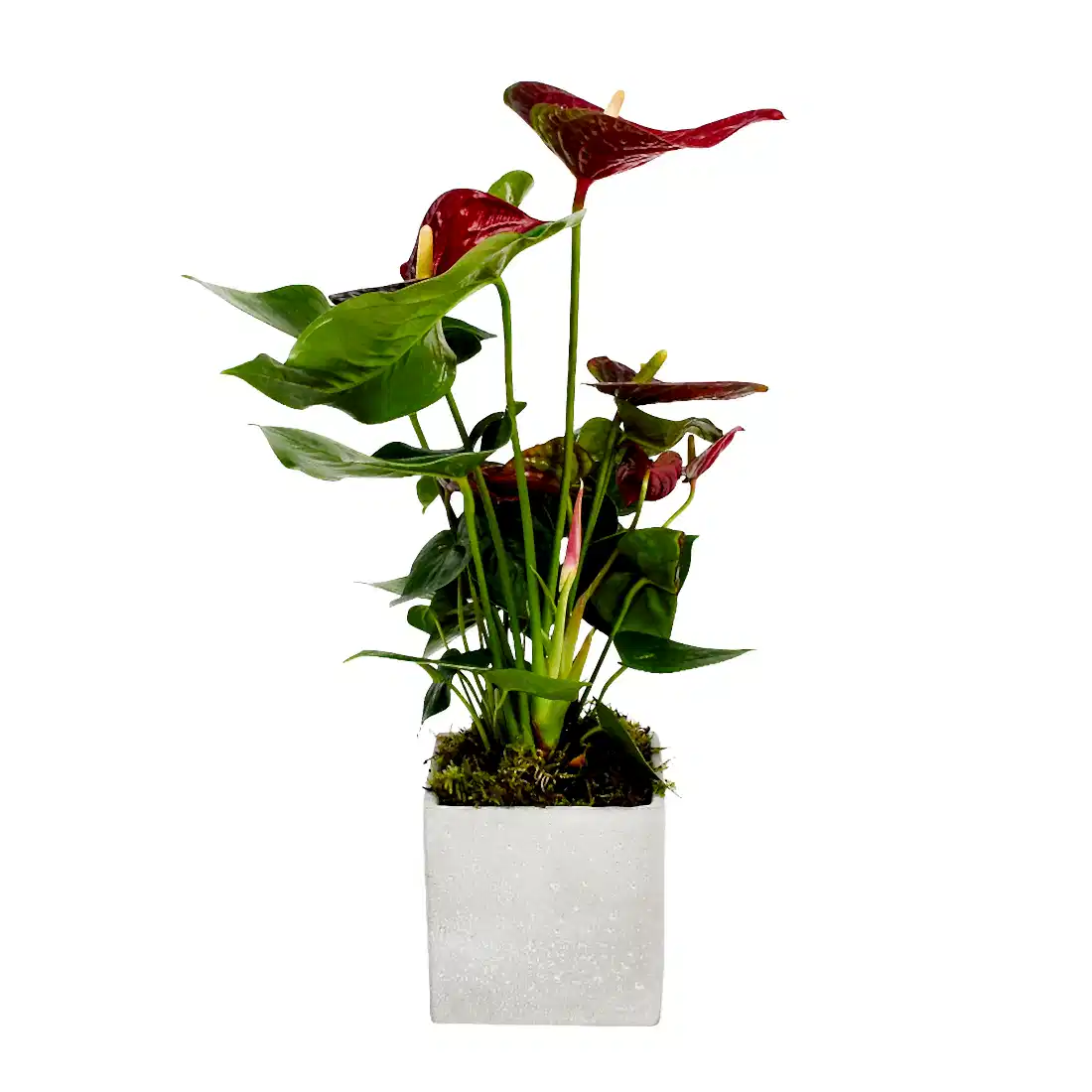 Red Anthurium