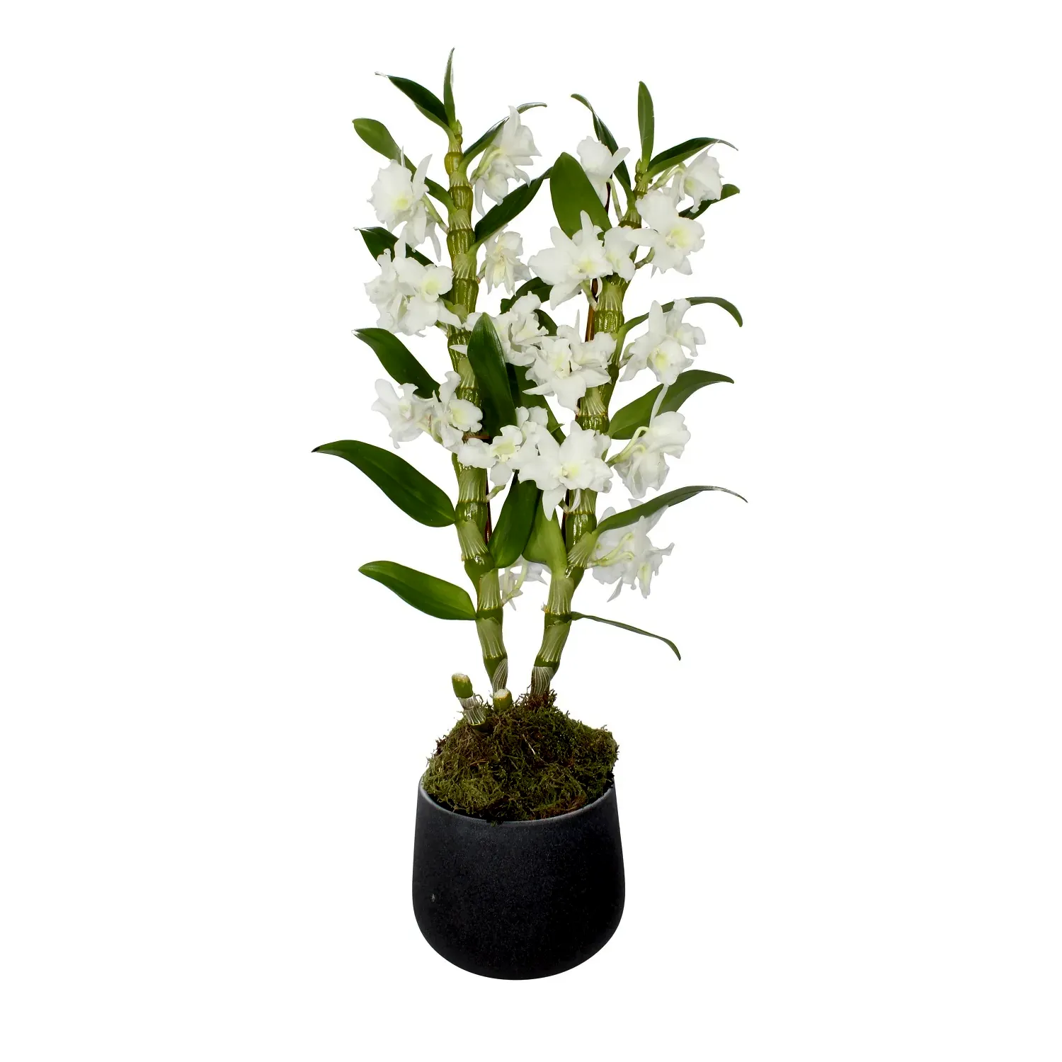 White Dendrobium in a dark pot