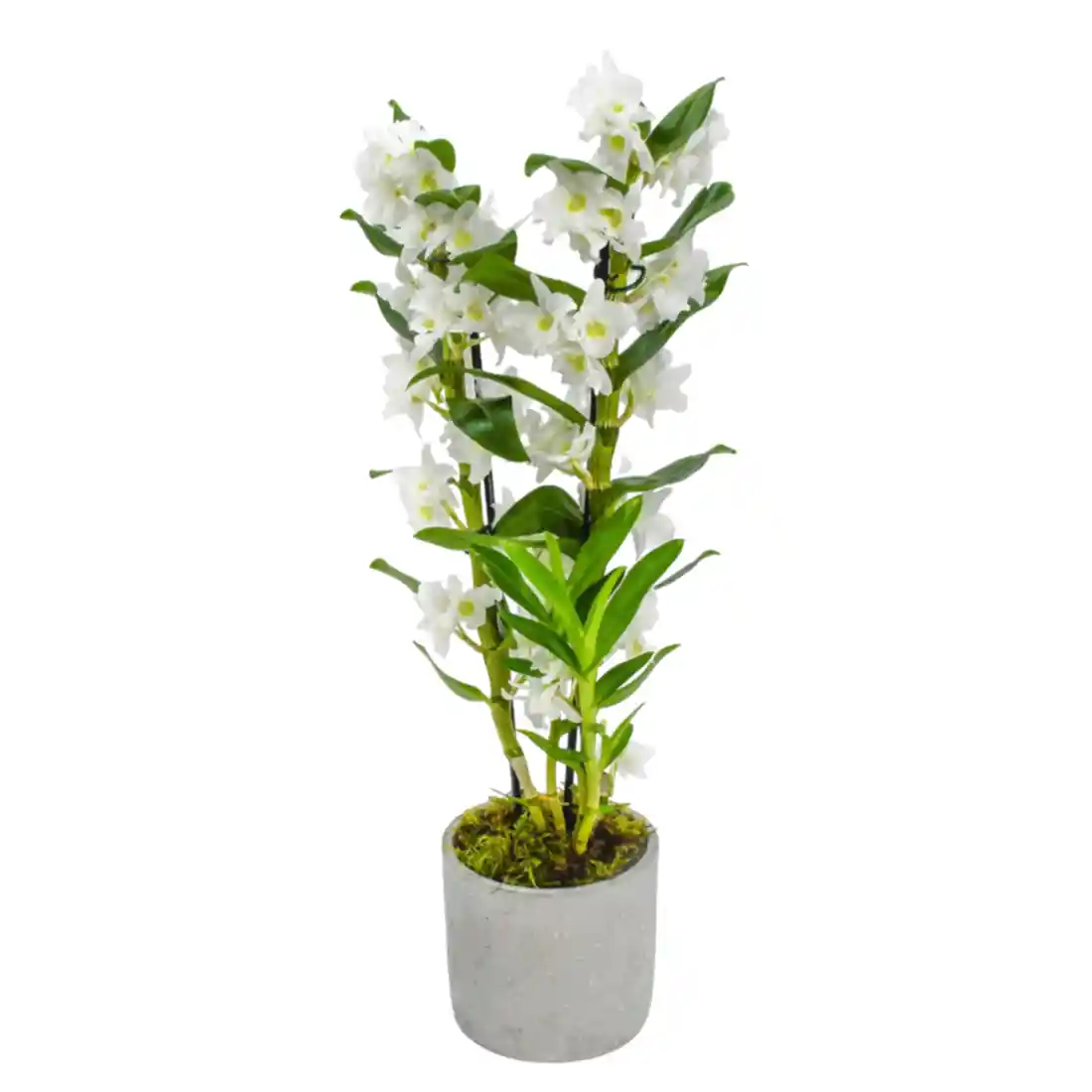 White Dendrobium