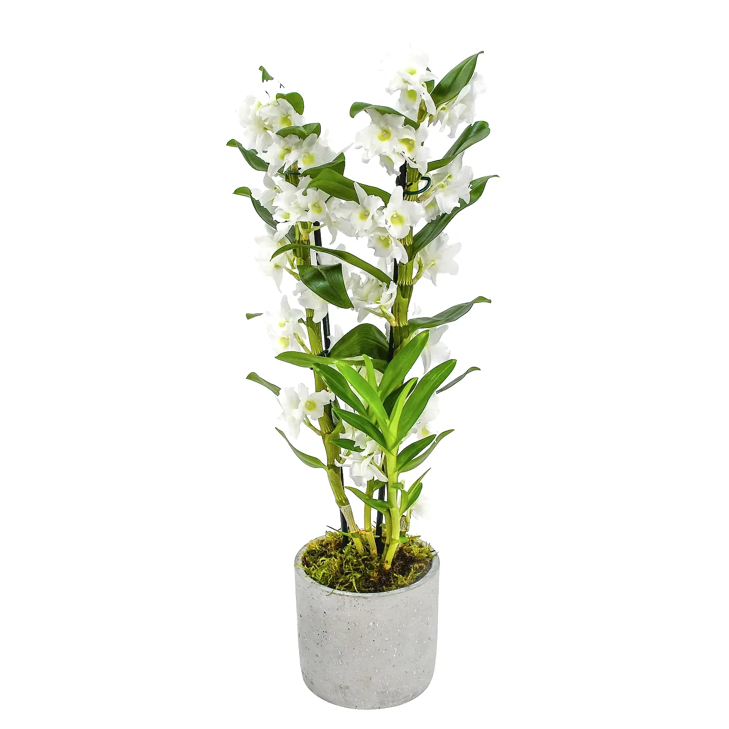 White Dendrobium