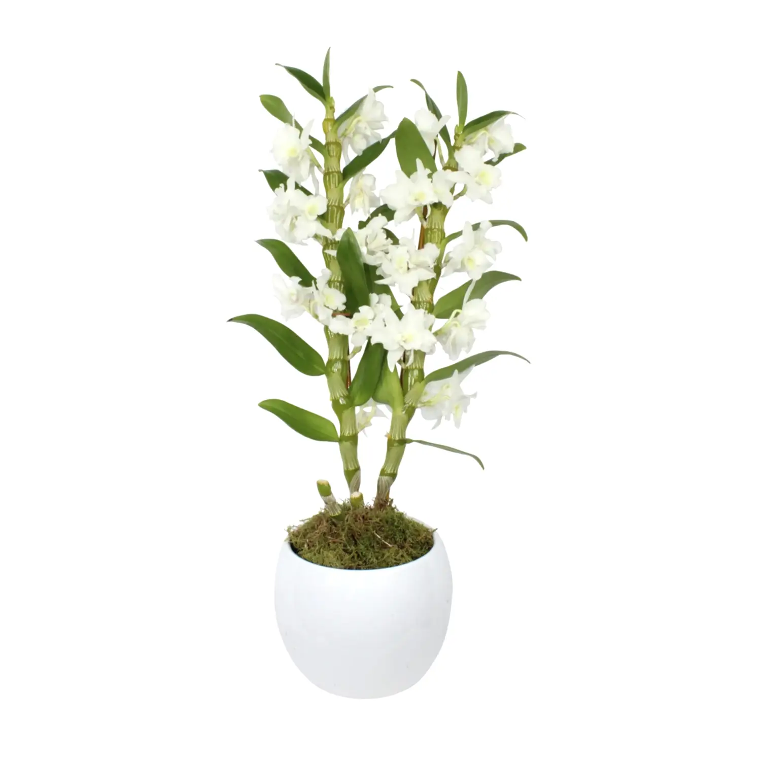 White Dendrobium
