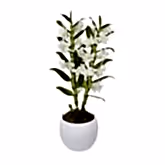 White Dendrobium
