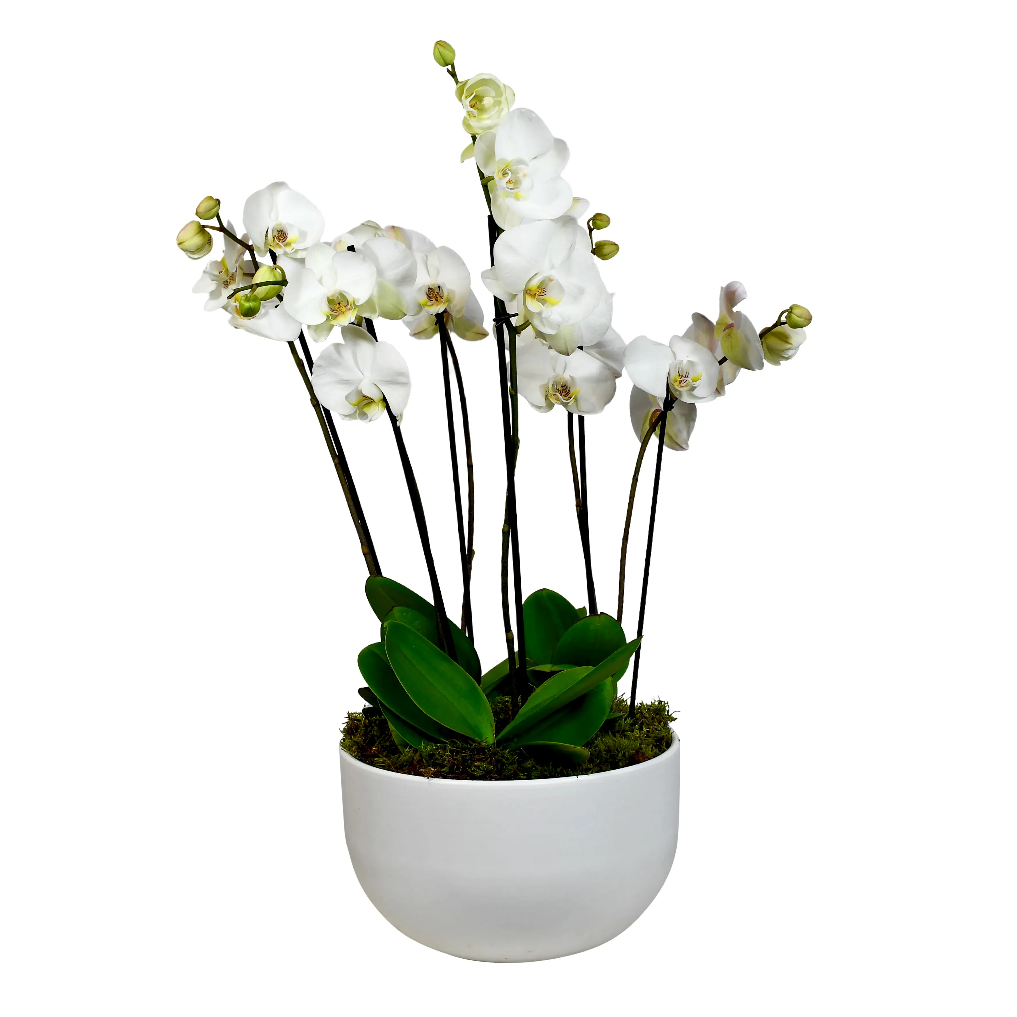 White Phalaenopsis Flowers & Plants Co