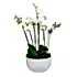 White Phalaenopsis Flowers & Plants Co