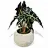 Alocasia Amazonica Polly