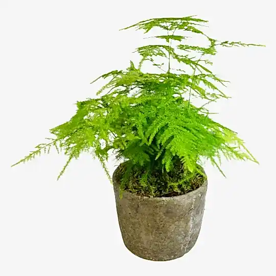 Asparagus Fern  Flowers &amp; Plants Co