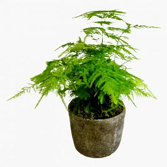 Asparagus Fern  Flowers &amp; Plants Co