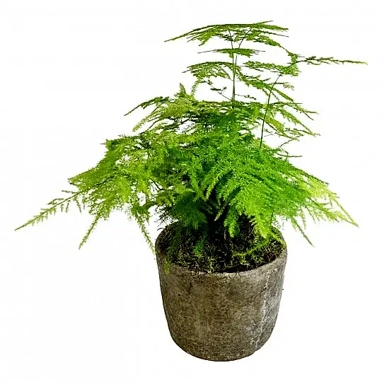 Asparagus Fern Flowers & Plants Co