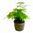 Asparagus Fern Flowers & Plants Co