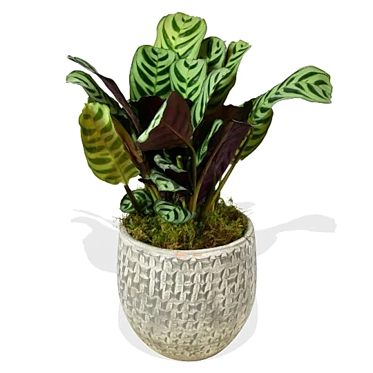 Calathea &