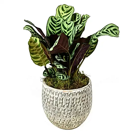 Calathea &