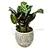 Calathea &