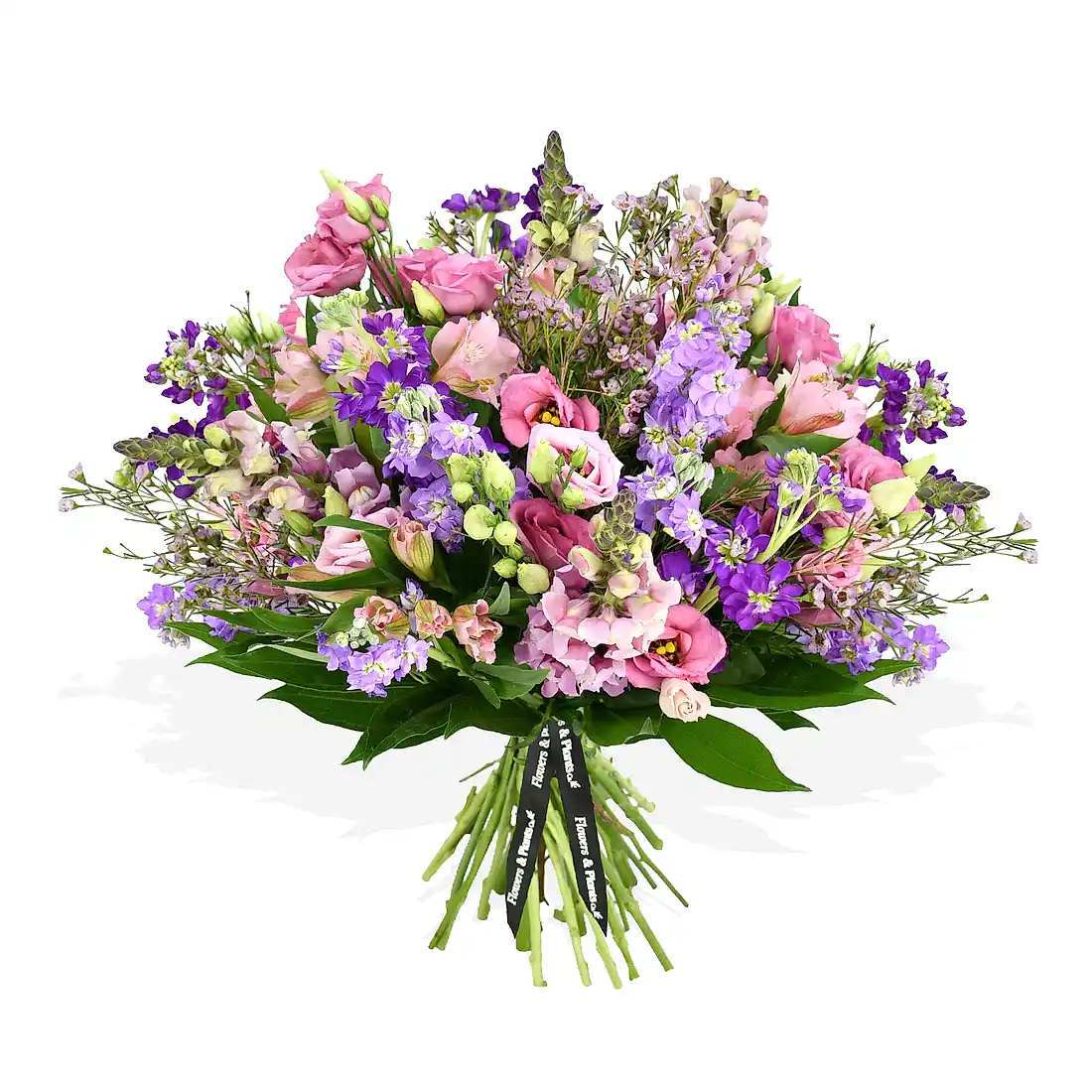 Scented Stocks  Flowers &amp; Plants Co