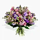 Scented Stocks  Flowers & Plants Co