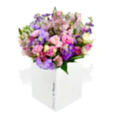Scented Stocks  Flowers & Plants Co