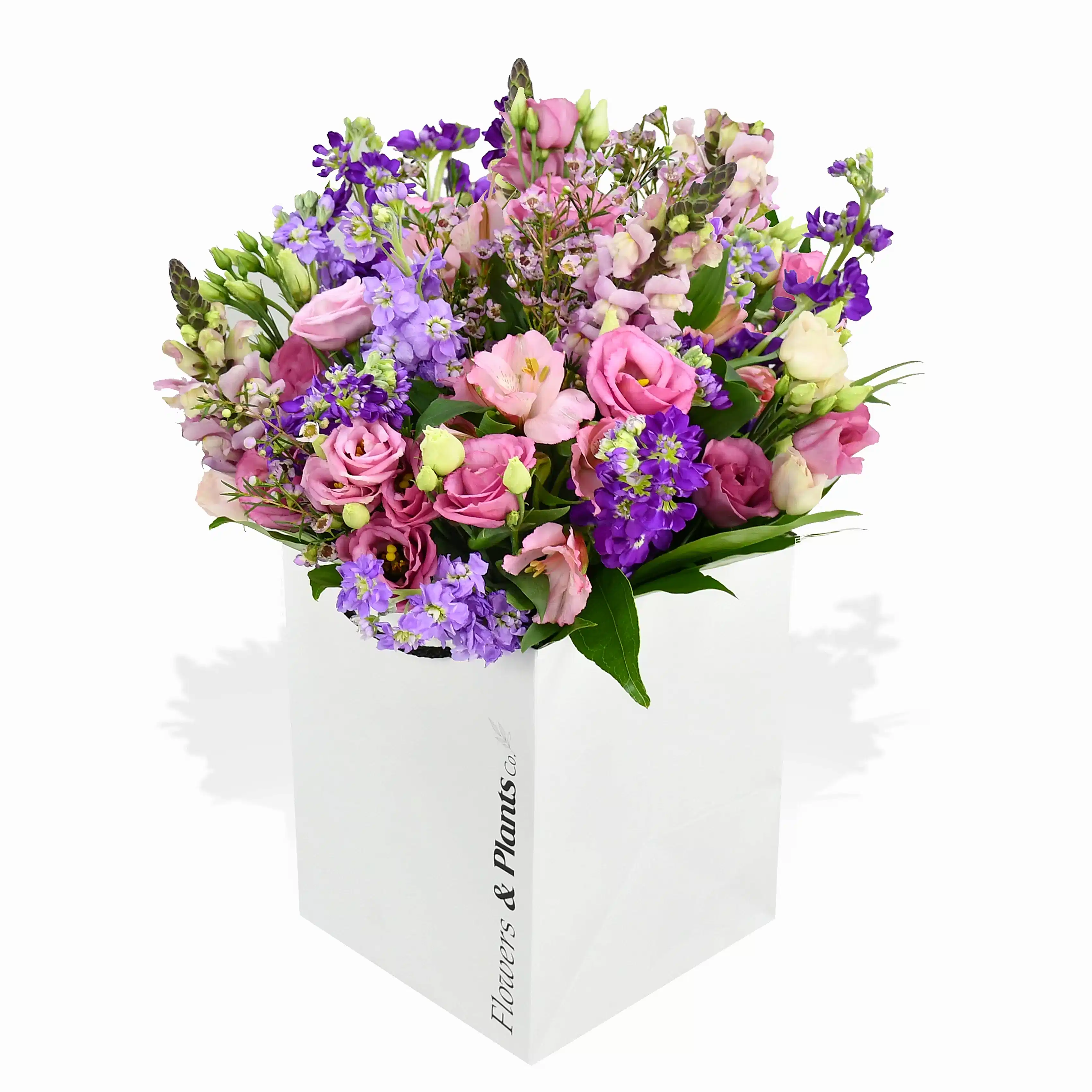 Scented Stocks Flowers & Plants Co