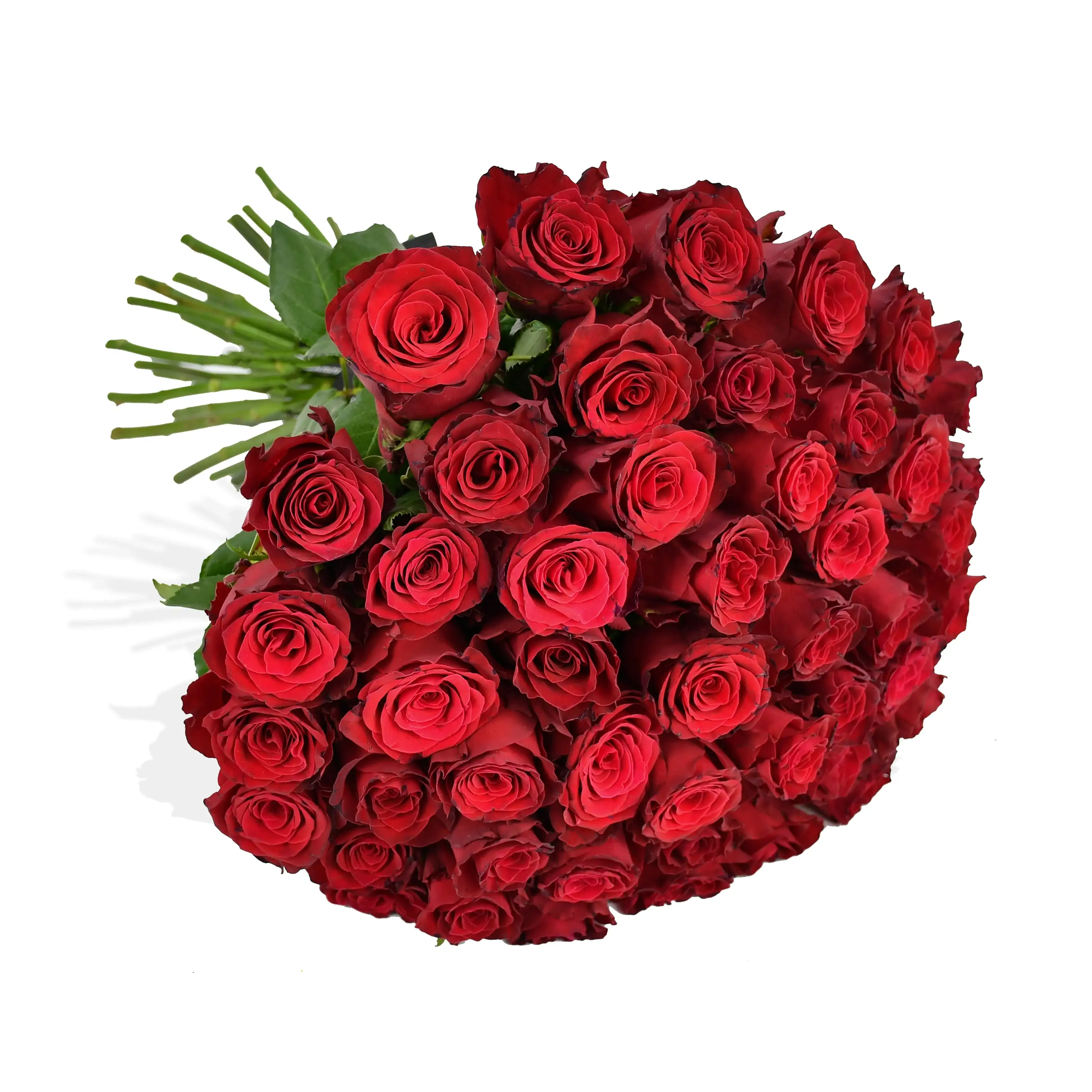 Red Red Rose Roses Flowers & Plants Co