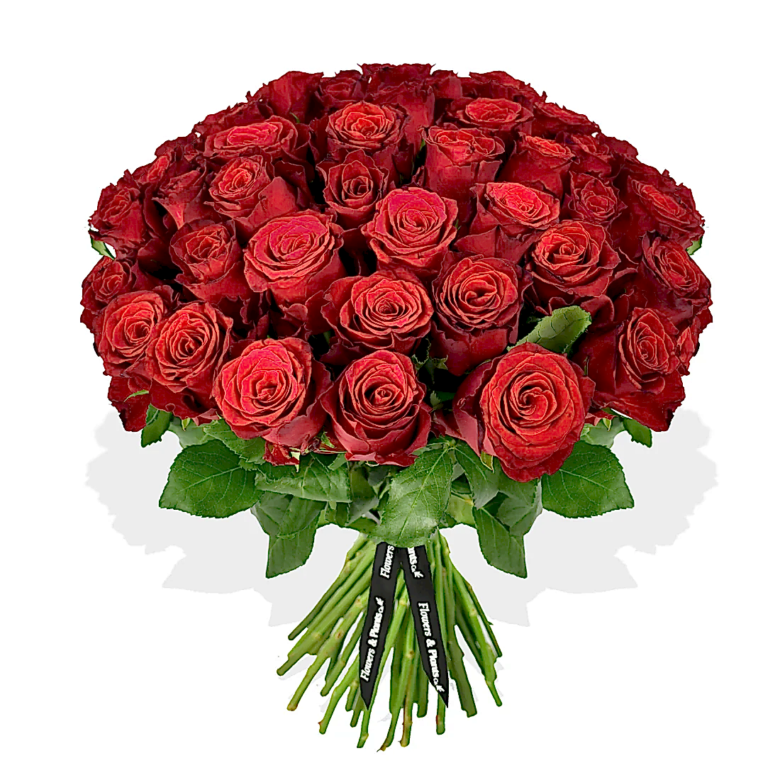 Red Red Rose Roses Flowers &amp; Plants Co