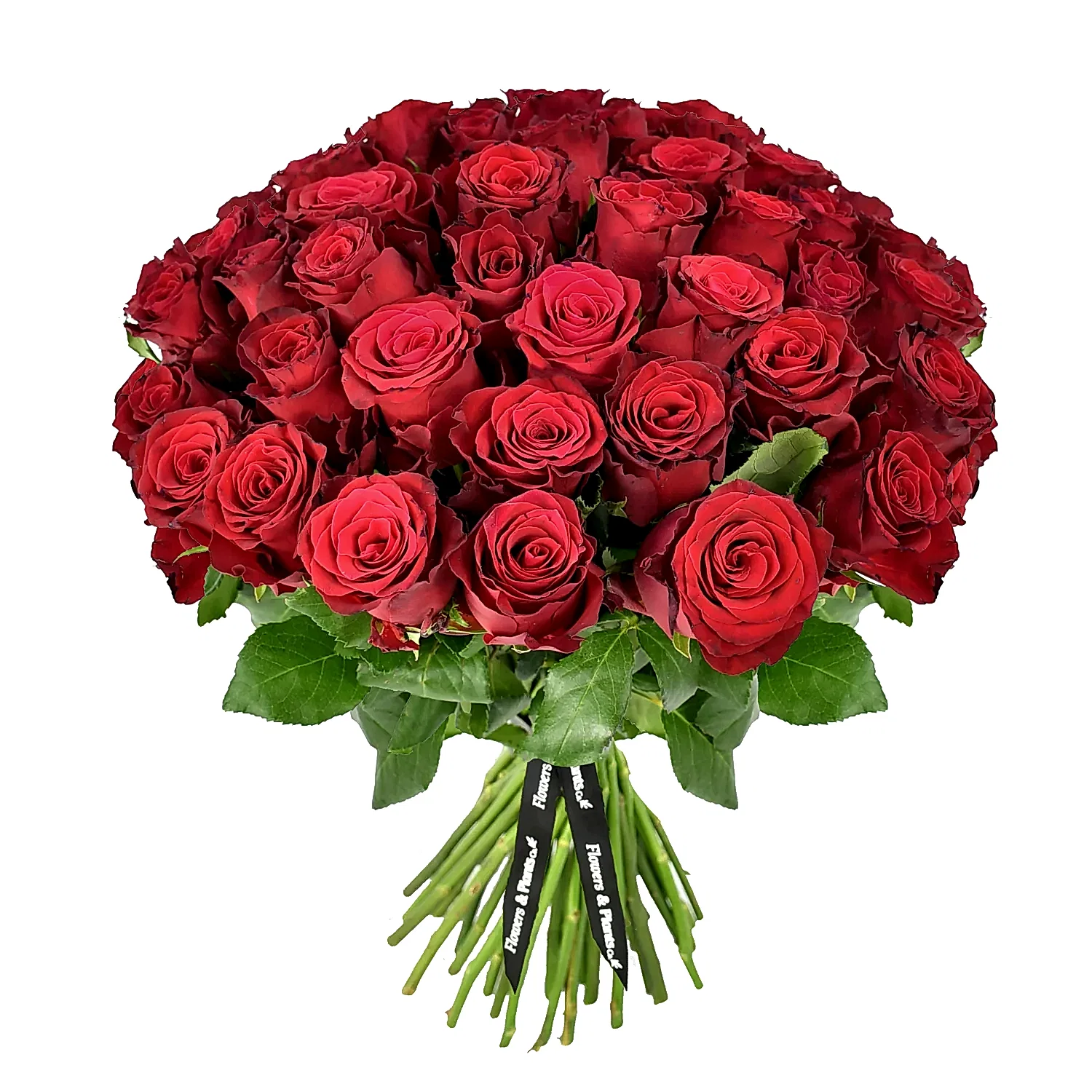 Red Red Rose Roses Flowers &amp; Plants Co