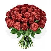 Red Red Rose Roses Flowers & Plants Co