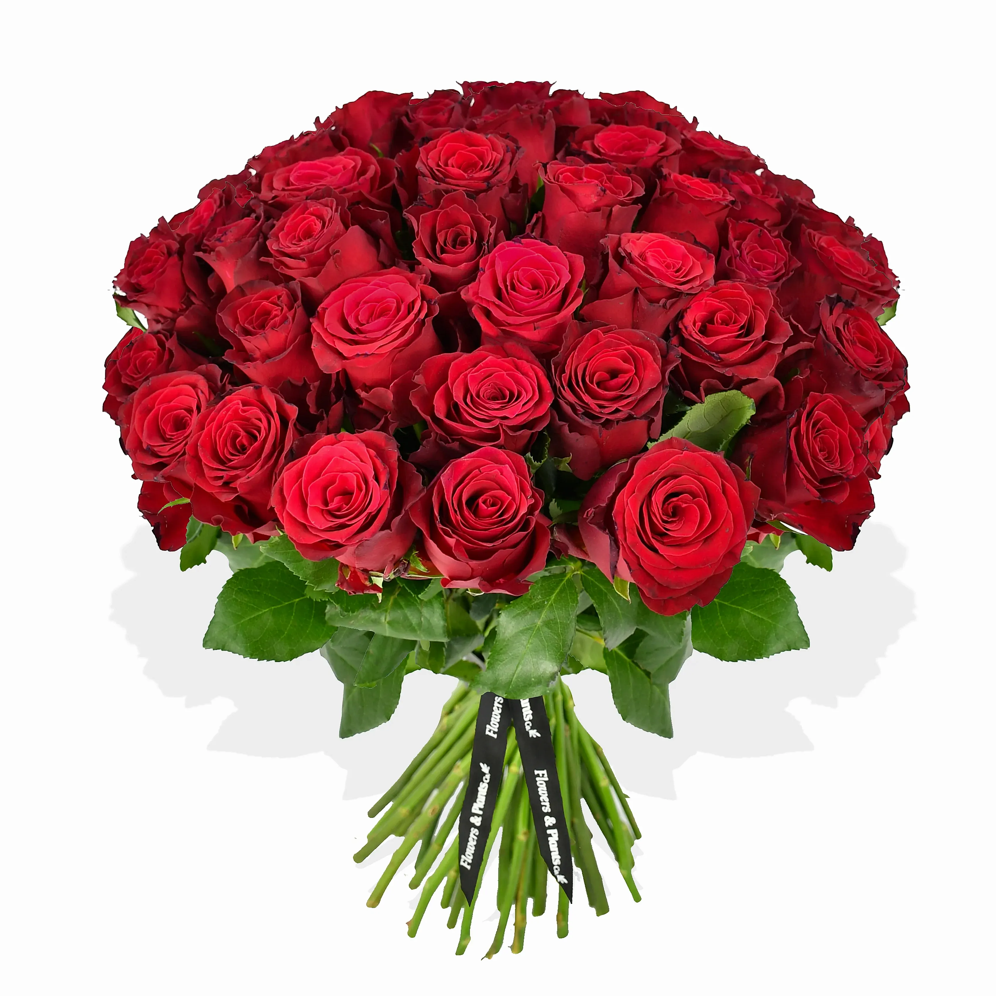 Red Red Rose Roses Flowers & Plants Co