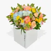 Joie De Vivre  Flowers & Plants Co
