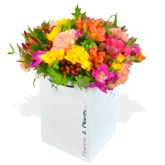 Rainbow Road Freesia Flowers & Plants Co