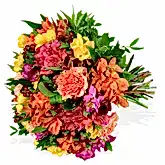 Rainbow Road Freesia Flowers & Plants Co
