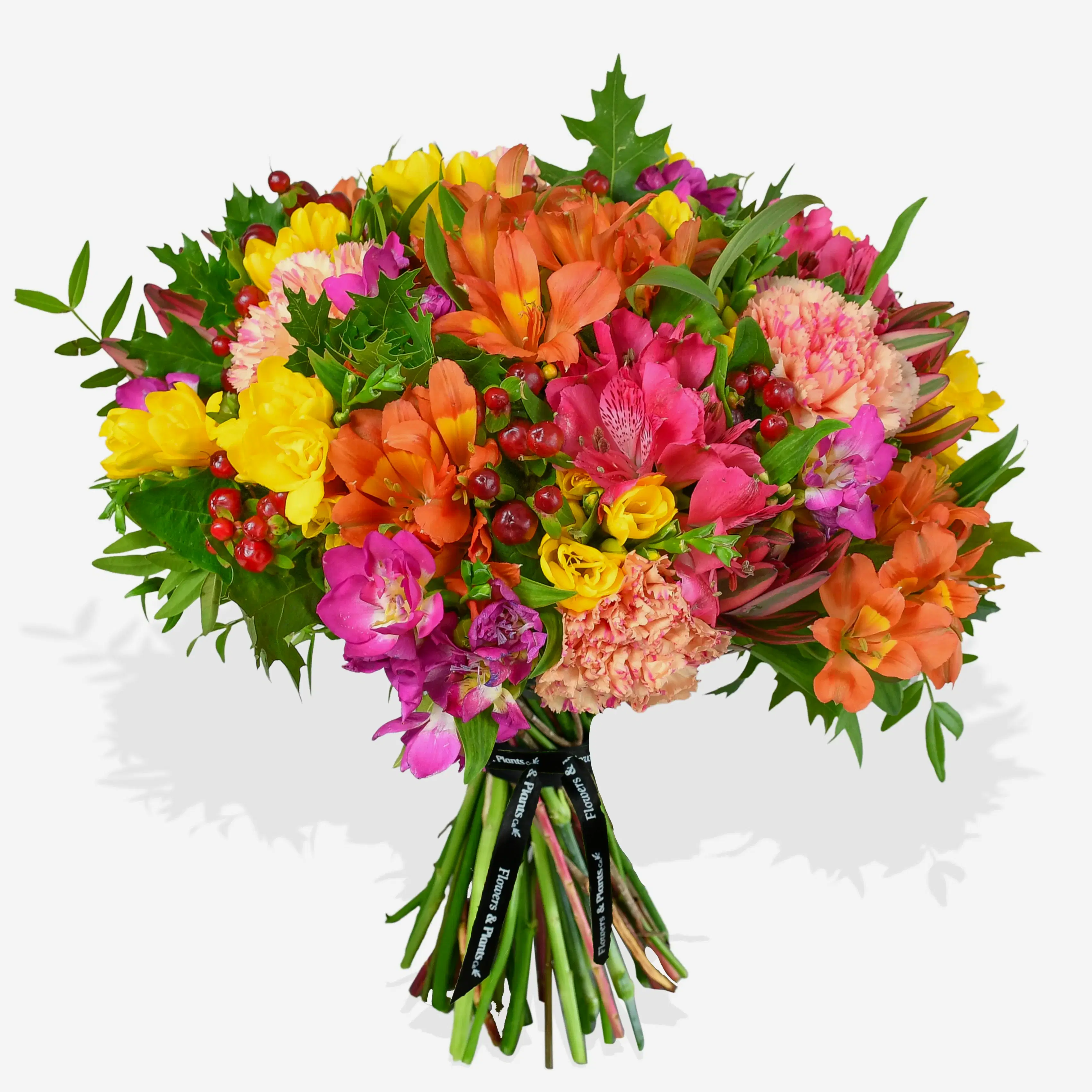 Rainbow Road Freesia Flowers & Plants Co