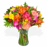Rainbow Road Freesia Flowers & Plants Co