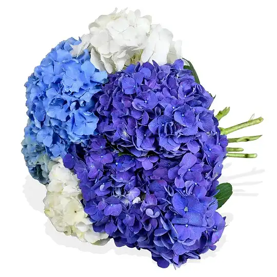 Happy Hydrangeas Hydrangea Flowers &amp; Plants Co