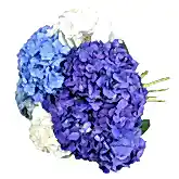 Happy Hydrangeas Hydrangea Flowers & Plants Co