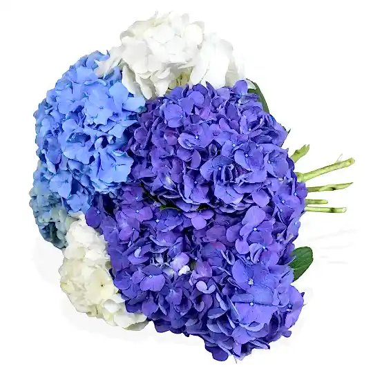 Happy Hydrangeas Hydrangea Flowers & Plants Co