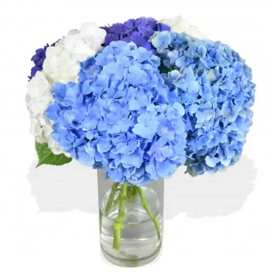 Happy Hydrangeas Hydrangea Flowers &amp; Plants Co